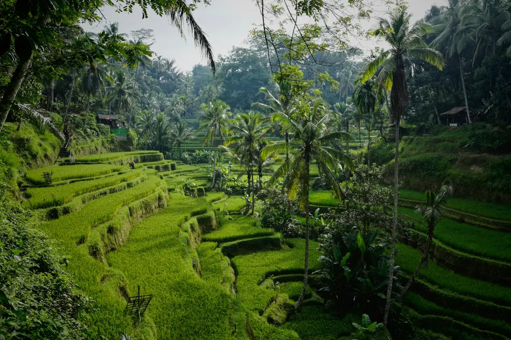 unsplash_-2WlTWZLnRc_bali.jpg.webp