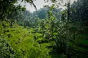 unsplash_-2WlTWZLnRc_bali.jpg.webp
